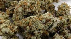 Amnesia Haze – Sativa | Marijuana Strains for sale