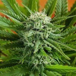 Auto Pineapple Express Feminized Seeds | Marijuana seeds for sale