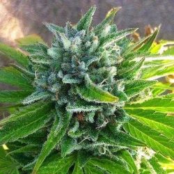 BC Mango Seeds - Feminized | Marijuana seeds for sale