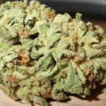 Blue Cheese – Indica