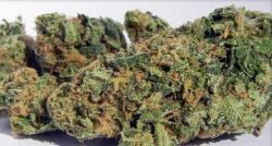 Buy Blueberry Online Europe | Buy Weed Online Europe