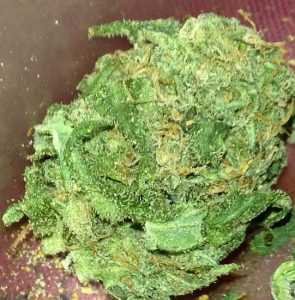 Buy Chocolope Online Europe | Buy Marijuana Online Europe