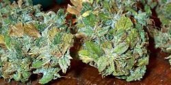 Buy G13 Online Europe | Buy Marijuana Online Europe