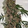 Girl Scout XTRM Cookies Seeds - Regular | Marijuana seeds for sale