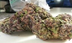 God’s Gift – Indica | Marijuana Strains for sale