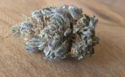 Granddaddy Purple is typically pulled off the shelf to treat pain, stress, insomnia, appetite loss, and muscle spasms. Buy Granddaddy Purple Europe