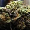 Grape Ape a helpful strain for those suffering from nagging pain, whether due to temporary aches or more chronic conditions. Buy Grape Ape online Europe