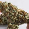 Lemon Kush – Hybrid | Buy Marijuana Online | Buy Weed