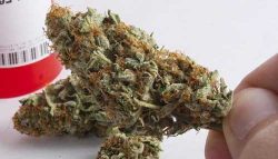 Lemon Kush – Hybrid | Buy Marijuana Online | Buy Weed