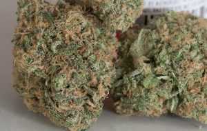Medicine Man – Hybrid | Buy Marijuana online | Buy Weed