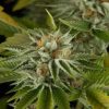 NOVA O.G SEEDS - FEMINIZED | Marijuana seeds for sale