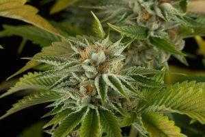 NOVA O.G SEEDS - FEMINIZED | Marijuana seeds for sale