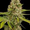 O.G Kush Seeds – Feminized | Buy Marijuana seed online