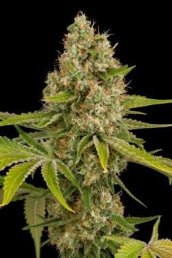 O.G Kush Seeds – Feminized | Buy Marijuana seed online