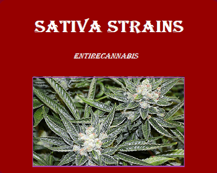 Sativa Strains at Entirecannabis | Buy Marijuana online