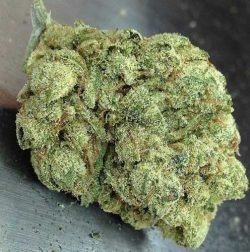 Skywalker OG – Hybrid | Marijuana Strains for sale