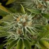 Strawberry Cough Seeds - FEMINIZED