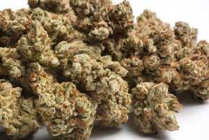 Tahoe OG Kush – Hybrid | Buy Marijuana online | Buy weed