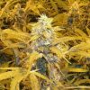 Buy weed online Europe, Buy marijuana Europe, entirecannabis