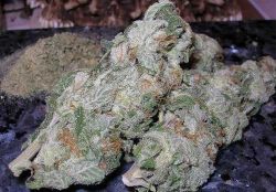 White Widow – Hybrid | Marijuana Strains for sale