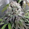 ZOMBIE KUSH (RIPPER SEEDS) - FEMINIZED | Marijuana seeds for sale