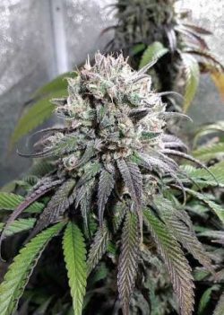 ZOMBIE KUSH (RIPPER SEEDS) - FEMINIZED | Marijuana seeds for sale