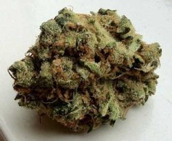 CBD Mango Haze is used for treating patients suffering from inflammation, muscle spasms, Multiple Sclerosis, and chronic pain. CBD Mango strain Europe