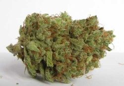 Critical Kush is an ideal strain for treating patients suffering from stress, chronic pain, depression, sleep disorders, including insomnia and night terrors.