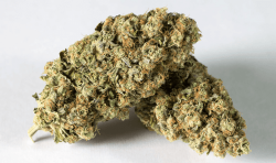 Buy Marijuana in bulk - High THC Strains