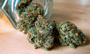Marijuana for treating chronic pain - Entirecannabis