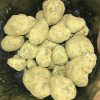 Buy Marijuana moon rocks at Entirecannabis.