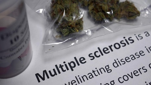 Read more about the article What to know about medical marijuana and multiple sclerosis
