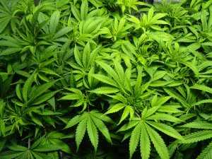 Buy top quality Weed for medical & recreational used. Buy Cannabis Online Europe