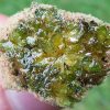 Green Crack moonrocks, buy weed online