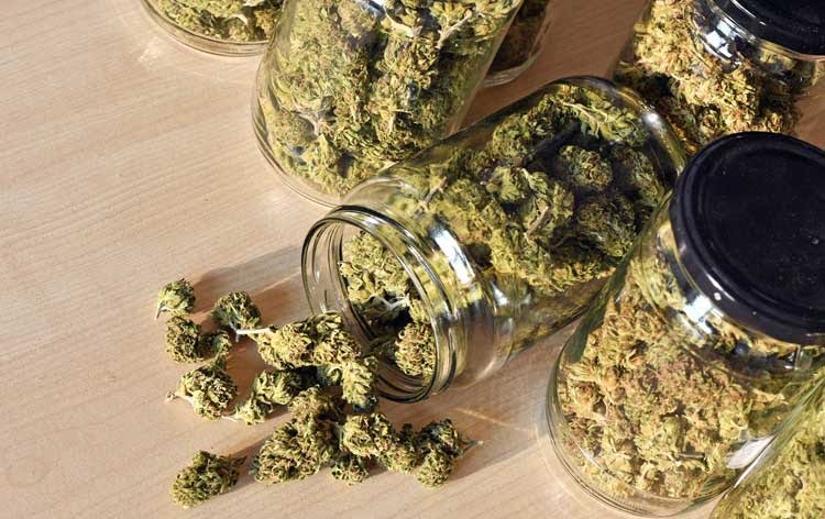 Best Marijuana strains for treating Alzheimer's disease. Buy Weed Online Australia.
