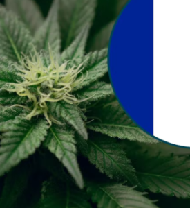 Cannabis laws in France and legislation