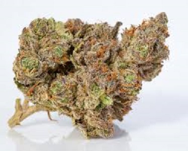 Buy Stardawg cannabis strain for treating conditions such as chronic stress, fatigue, and anxiety disorders.