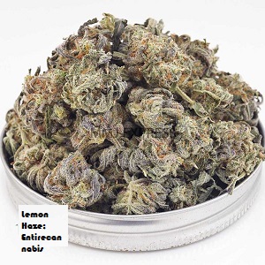 Order Lemon Haze strain Europe, Buy Lemon Haze Cannabis strain in Europe for medical or recreational used, get best organic Lemon Haze marijuana strain at EntireCannabis dispensary